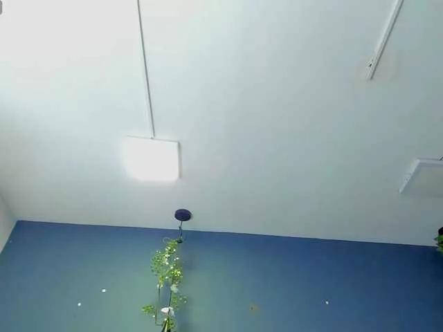 HannahMiller from BongaCams