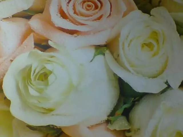 yakameliya from BongaCams