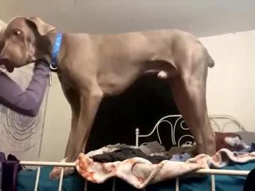assilem277 from Chaturbate