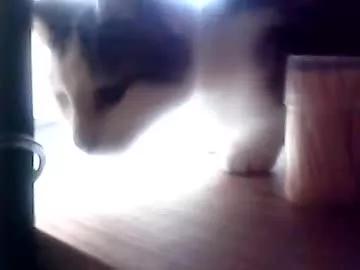 foolmonty from Chaturbate