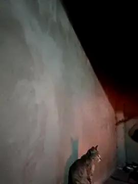 blonde_blg from StripChat is Freechat