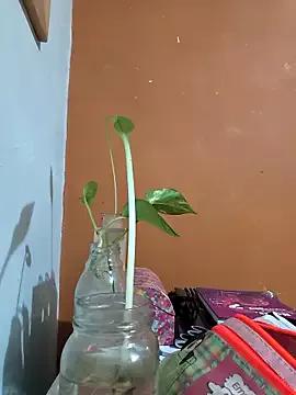cami_hecante from StripChat is Freechat